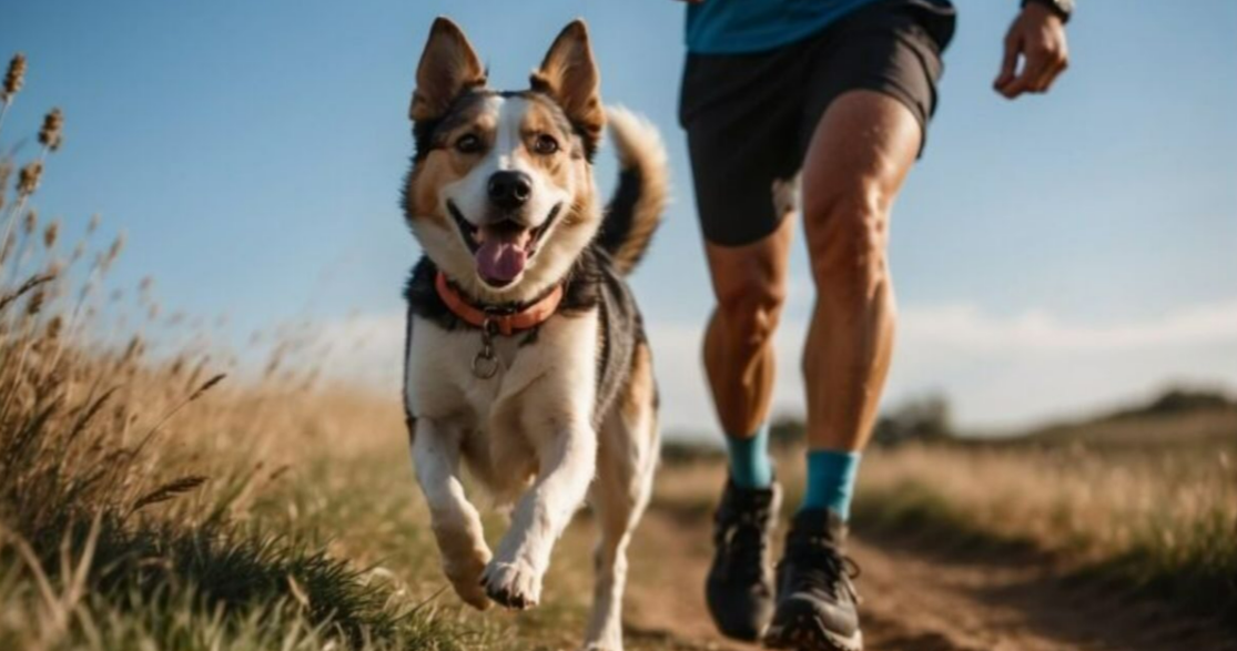 Trail Running with Dogs Requires Planning, Patience and the Right Gear